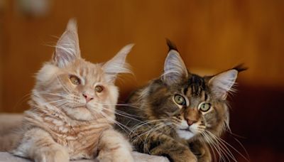 Maine Coon Siblings' Many Melodies are a Symphony of Soothing Sounds