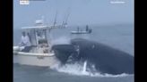 Viral: Whale flips fishermen's boat, coast guard, good samaritans rush to rescue