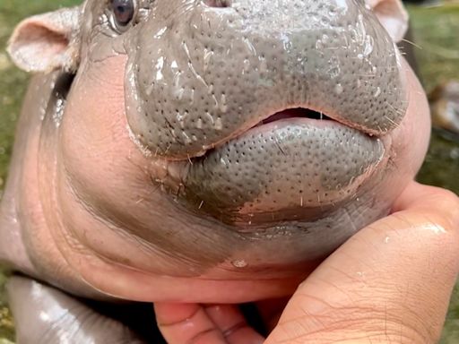 Meet Little Moo Deng, the Playful Baby Hippo Who Has Stolen Hearts Everywhere - E! Online