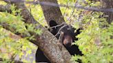 After three hours, bear removed from tree at First Presbyterian Church in downtown Spartanburg