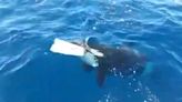 Moment killer whale rips off catamaran’s rudder with its teeth