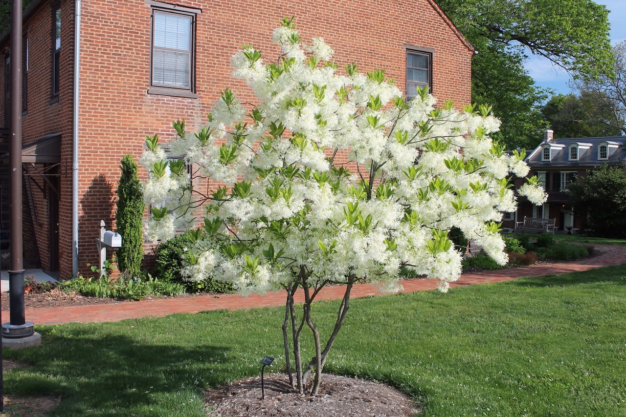 Ornamental trees are growing in popularity. Here’s how to plant one: This Week in the Garden