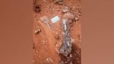 New dinosaur species discovered in Zimbabwe named Musankwa sanyatiensis