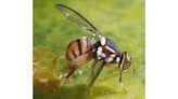 Oriental fruit fly crop quarantine lifted after successful eradication of invasive pest