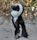 African penguin