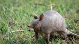 Life and lore of the nine-banded armadillo