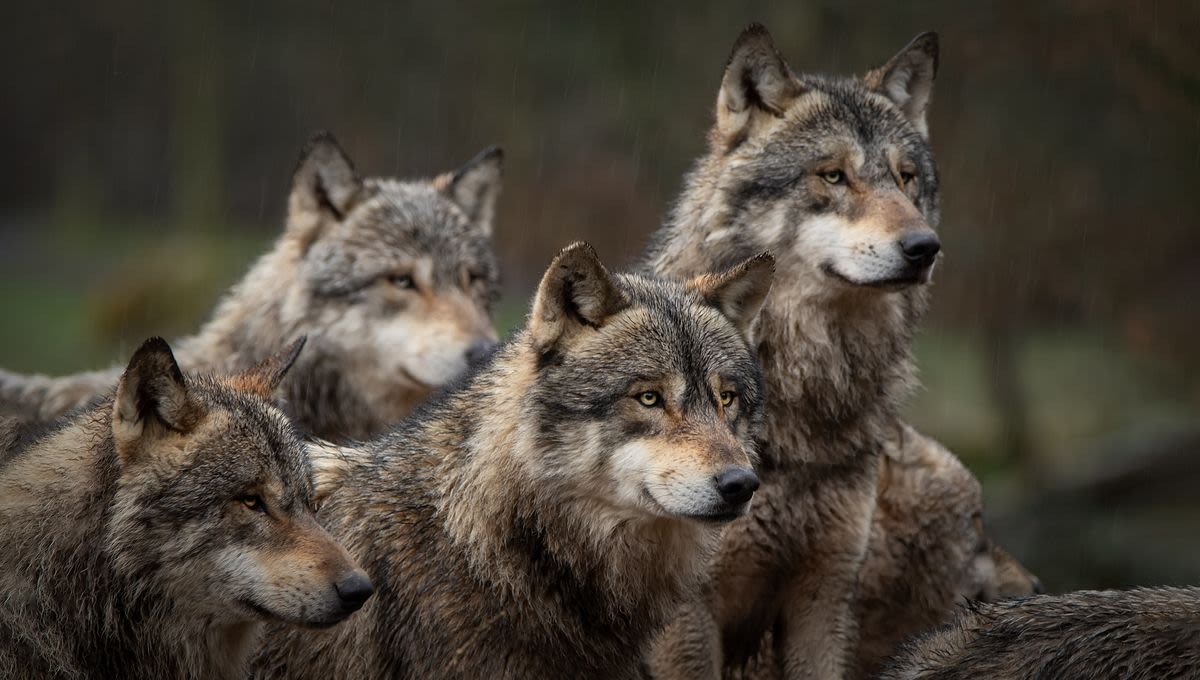 US House Passes Bill To Take Gray Wolves Off The Endangered Species List