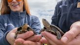 Northwestern pond turtles released in Columbia River Gorge, Oregon Zoo says