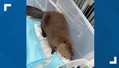 College Station Animal Control rescues beaver from University Dog Park