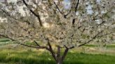 St. Joseph Catholic Church holds annual Blessing of the Blossoms for fruitful harvest