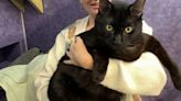 La transformación de Tanglewood: cómo un gato de 12 kilos encontró esperanza en un refugio