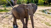 4 African Elephants Are Currently Pregnant at the Sedgwick County Zoo: 'Some Trunk-tastic News'