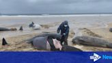 Specialists working to determine cause of whale stranding