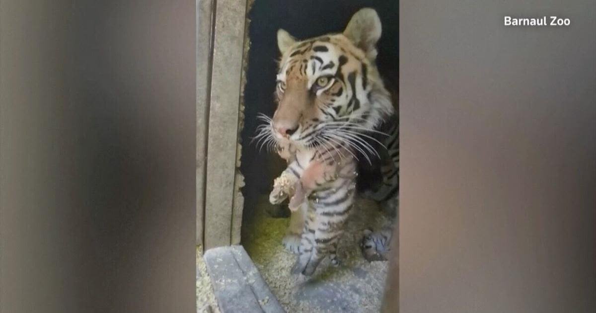 Russian Zoo Celebrates Birth of Eight Rare Tiger Cubs