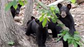 NDOW warns of bear cub encounters