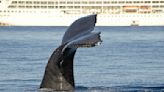 Cruise Ship Passengers Witness Dozens of Whales Being Killed