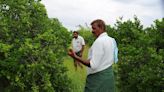 Sweet orange farmers demand government intervention over ‘poor quality saplings’