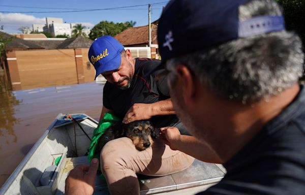 Makeshift shelter saves hundreds of dogs amid floods in southern Brazil