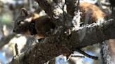 Forest Service faces potential suit to protect coastal martens in Oregon Dunes