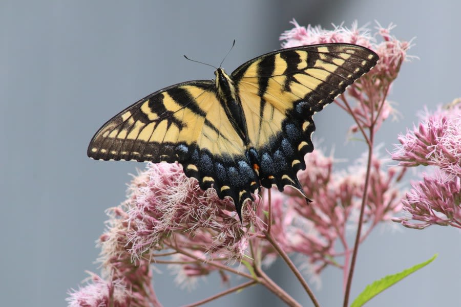 Guthrie Hospice to host butterfly release and memorial service