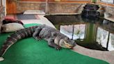 Celebrity alligator transplanted to Beaumont sanctuary