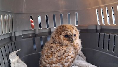 Bird rescue on Mersea Island 'close to shutting down' over money woes