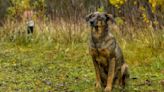 A 38 años del accidente nuclear: ¿Qué pasó con los perros de Chernóbil?