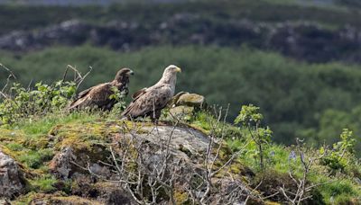 White-tailed eagle pair still tending to injured chick in its second year – RSPB