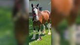 Wichita Police Department Mounted Unit welcomes new Clydesdale