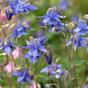 Columbine Plants Perennials