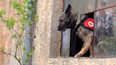 Ukrainian emergency service dogs do their part in securing the nation