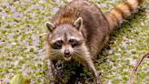 Mom Pulls Vicious Raccoon Off Daughter's Leg In Heroic Act Caught On Camera