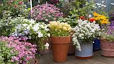 Gardening fans go crazy as plants are slashed to 50p in major supermarket