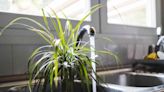 The Benefits of Bottom Watering Your Houseplants and How to Do It