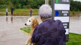 2,5 mil cães e gatos foram resgatados em Guaíba e Eldorado do Sul, estima prefeitura