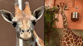 Oakland Zoo seeks name for new giraffe, launches contest