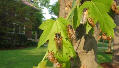 What do cicadas sound like? These noisy insects might be in your state this year