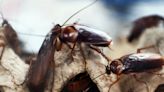 A massive cockroach infestation has stomped on a city's Halloween plans