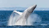 Man Killed After Whale Strikes Boat, Capsizes It in Australia: 'Absolute Freak Accident'