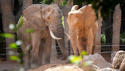 Tooth, el nuevo macho de elefante de Bioparc Valencia comienza a relacionarse con las hembras de la manada