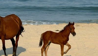 After tragic loss of young stallion, Outer Banks wild horse herd welcomes new foal