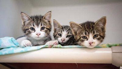 ARL of Boston seeing record numbers of 'community cat' kittens