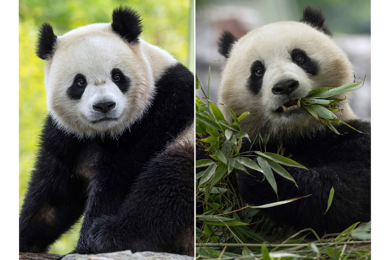 Giant pandas are returning to Washington’s National Zoo from China by the end of the year