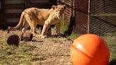 Freya the rescued lion cub is safe in South Africa, but many other lions there are bred to be shot