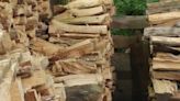 Everyone sees the pile of wood - but can you find the napping cat in 5 seconds?