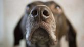 Study Shows High Accuracy in Dogs’ Ability to Sniff Out COVID-19