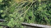 Railway disruption in Cambridgeshire as tree damages overhead wires