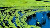 Two more Kansas lakes added to KDHE blue-green algae advisory