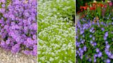 Best ground cover plants – 10 low-growing options for flowers and foliage