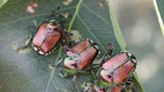 How gardeners can get an early start on their battle with the Japanese beetle